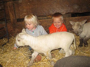 Babydoll Sheep with Grandkids