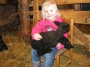 Babydoll Lamb