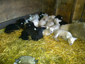 Mixed Group of Babydoll Lambs, Feb. 2012
